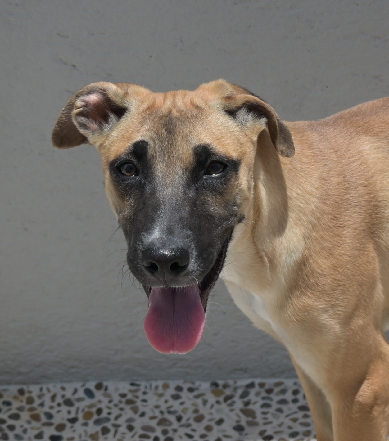 adopciones de Perro