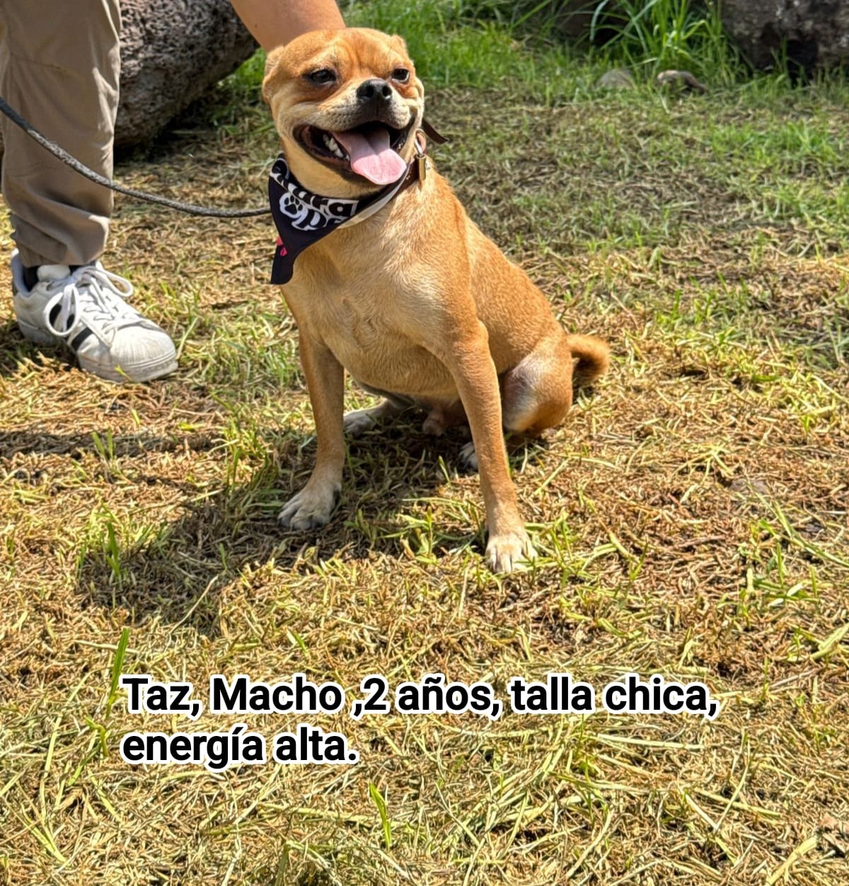 adopciones de Perro