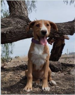 adopciones de Perro