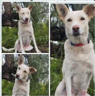 adopciones de Perro