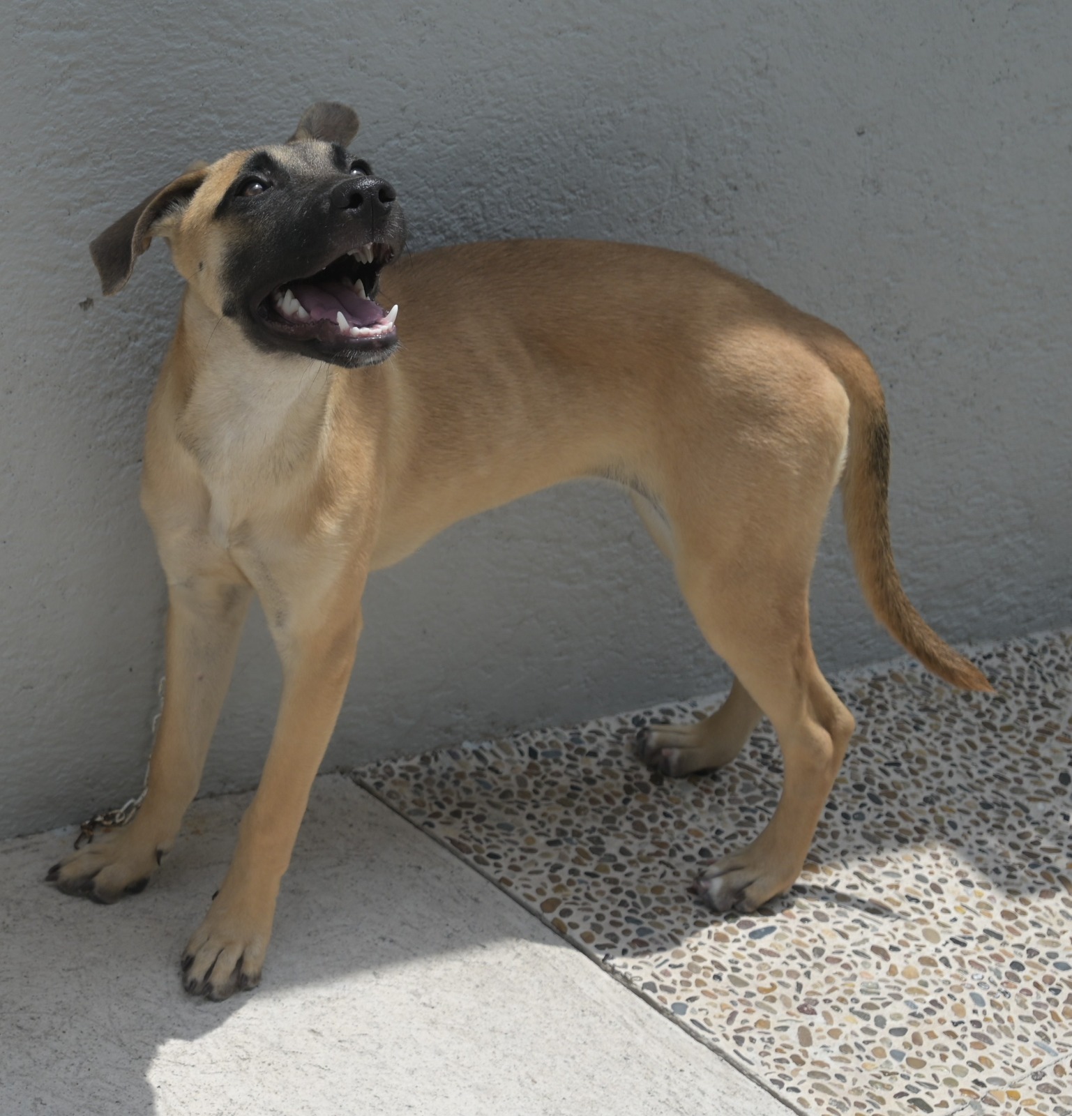adopciones de Perro