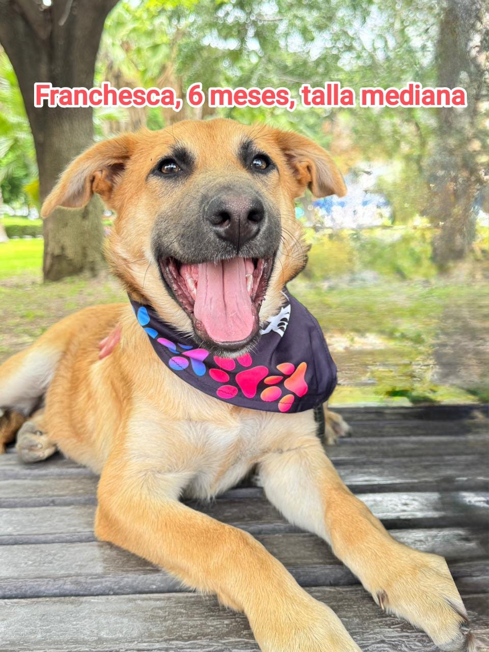 adopciones de Perro