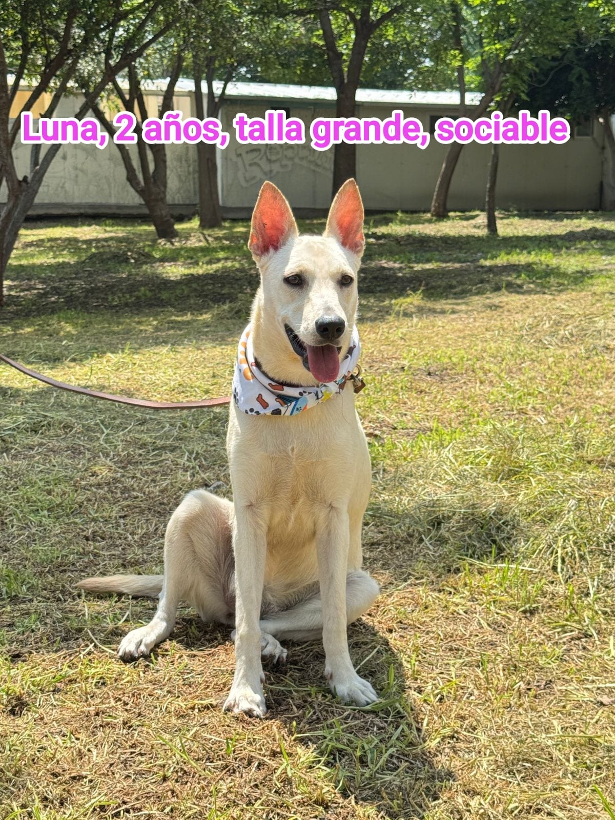 adopciones de Perro