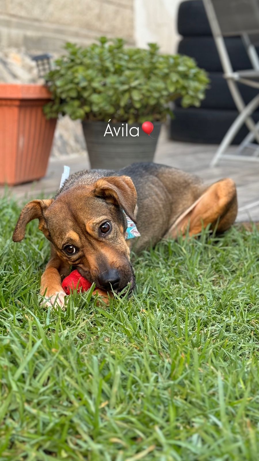 adopta a Ávila