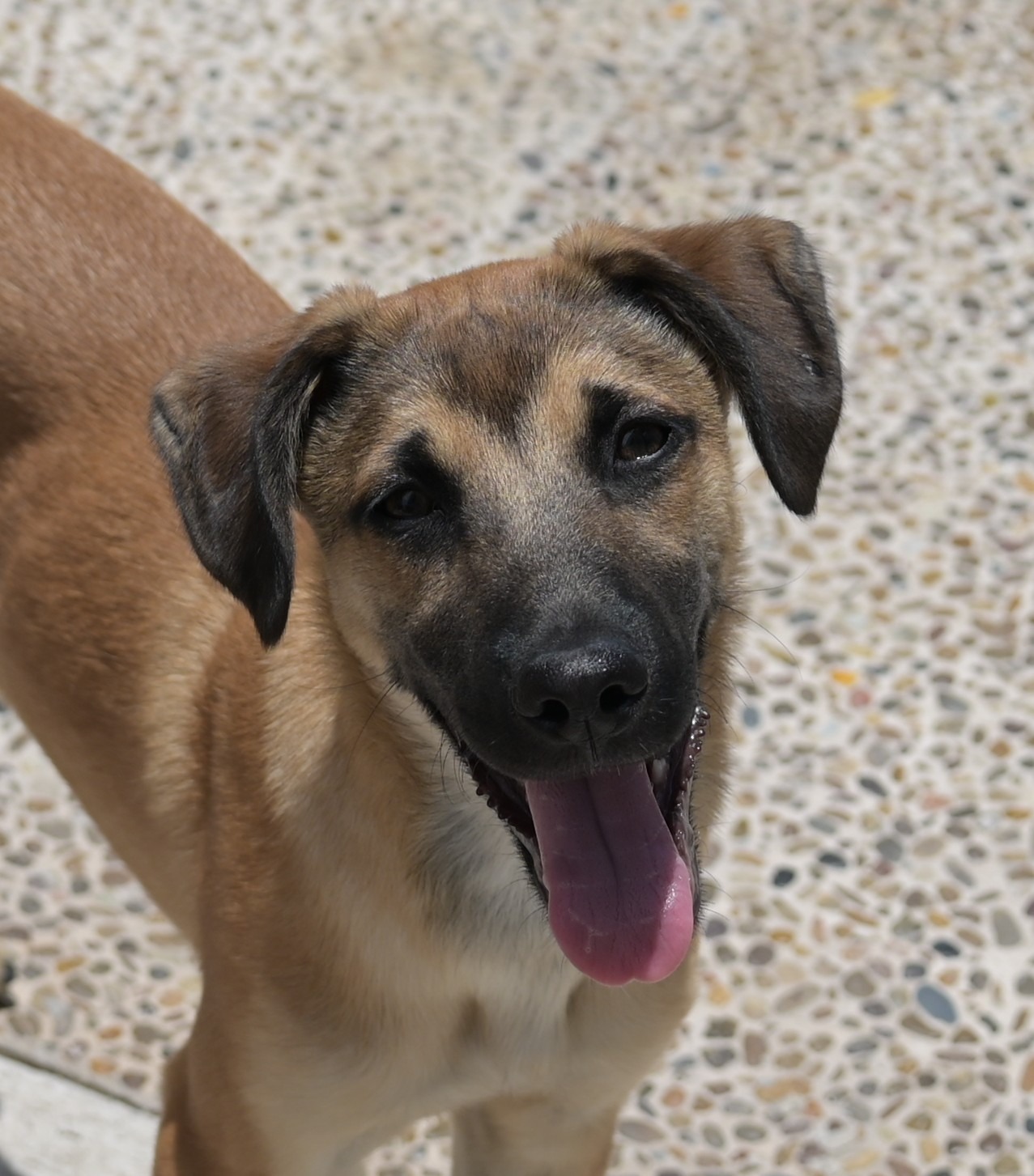 adopciones de Perro