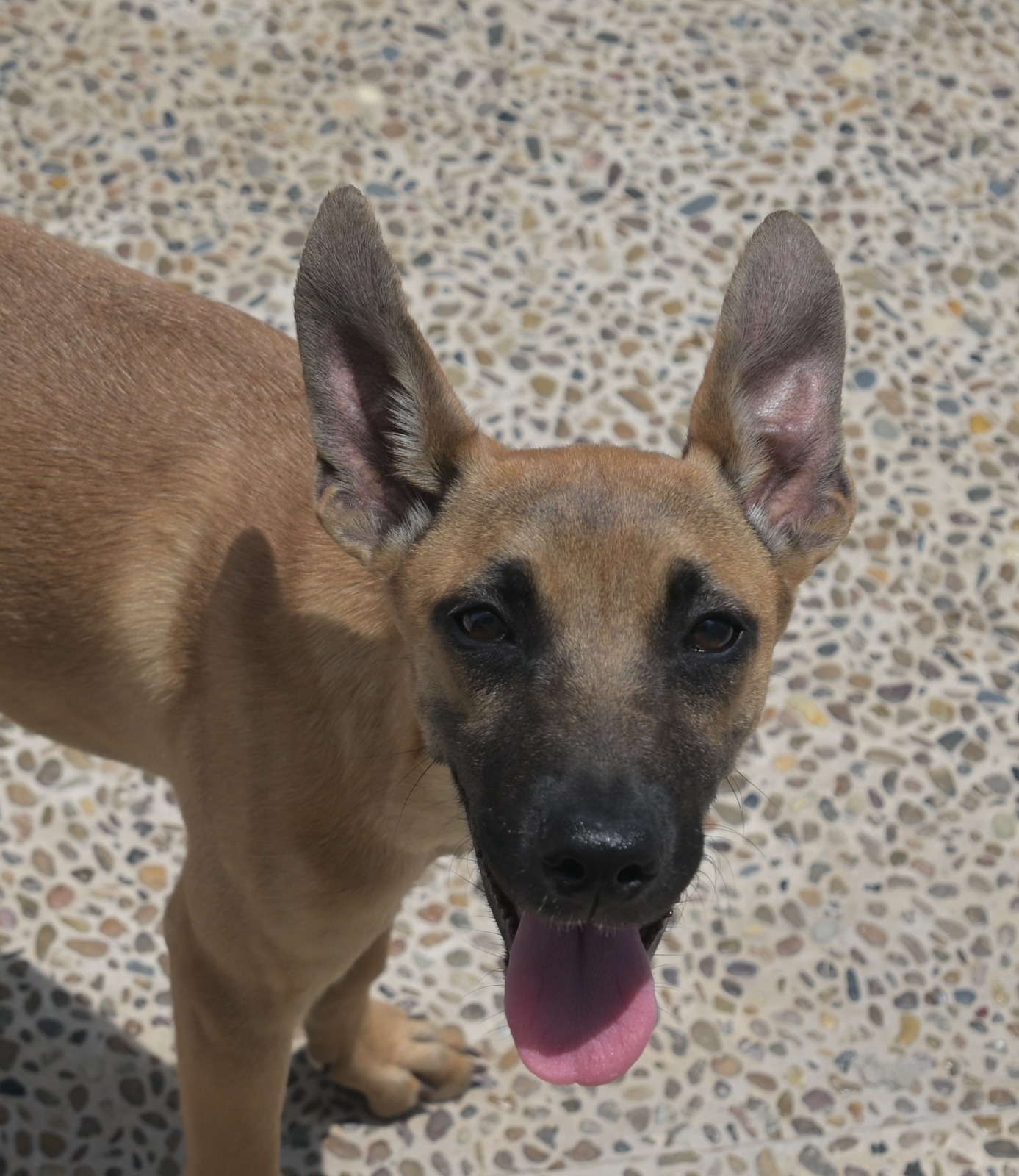 adopciones de Perro