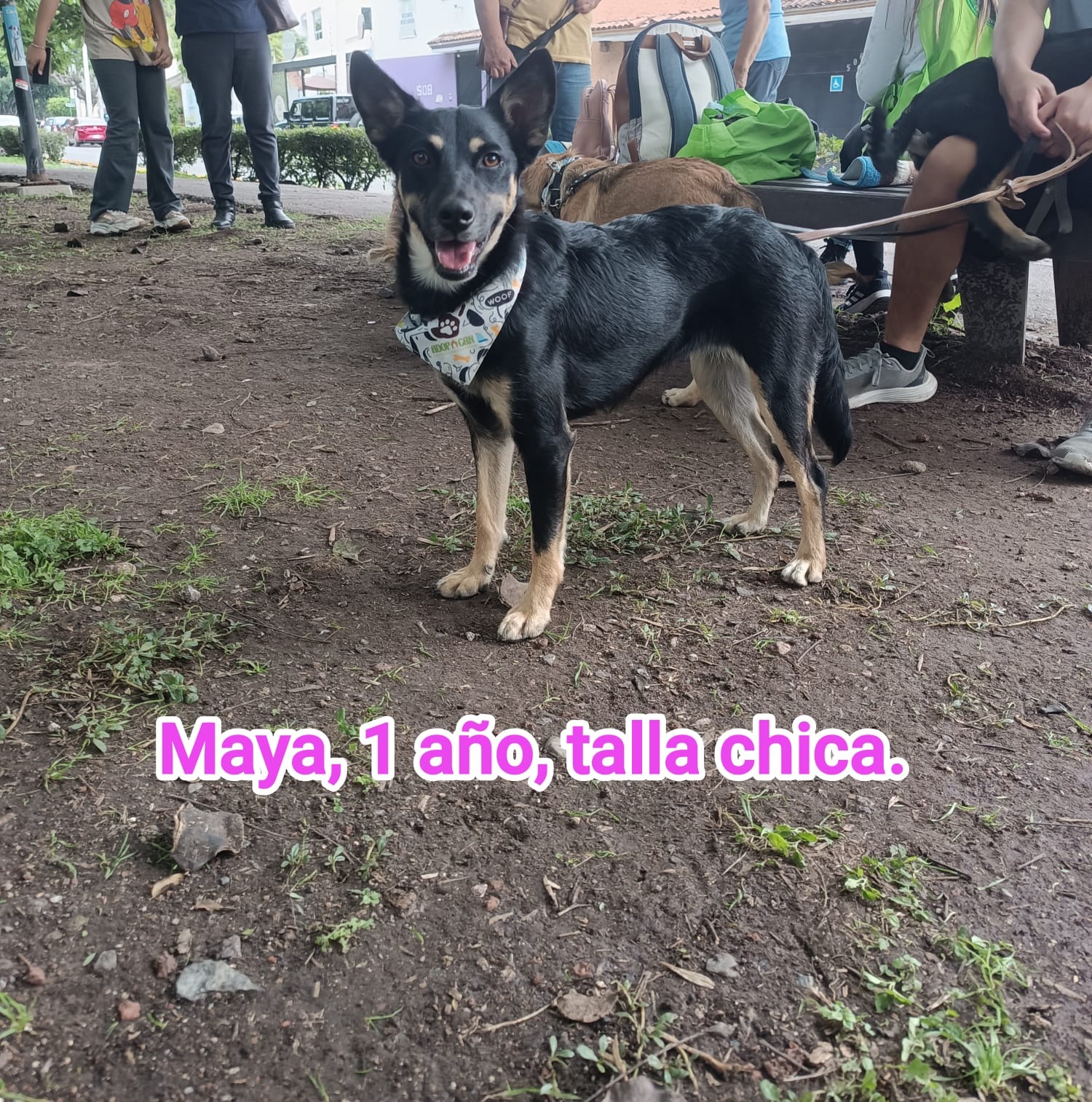 adopciones de Perro