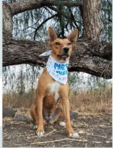 adopciones de Perro