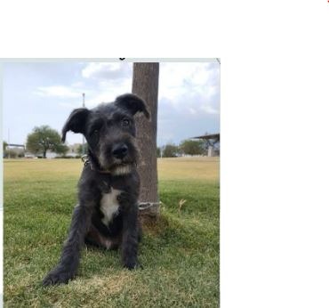 adopciones de Perro