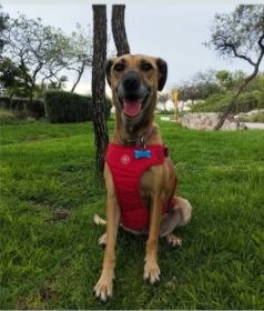 adopciones de Perro